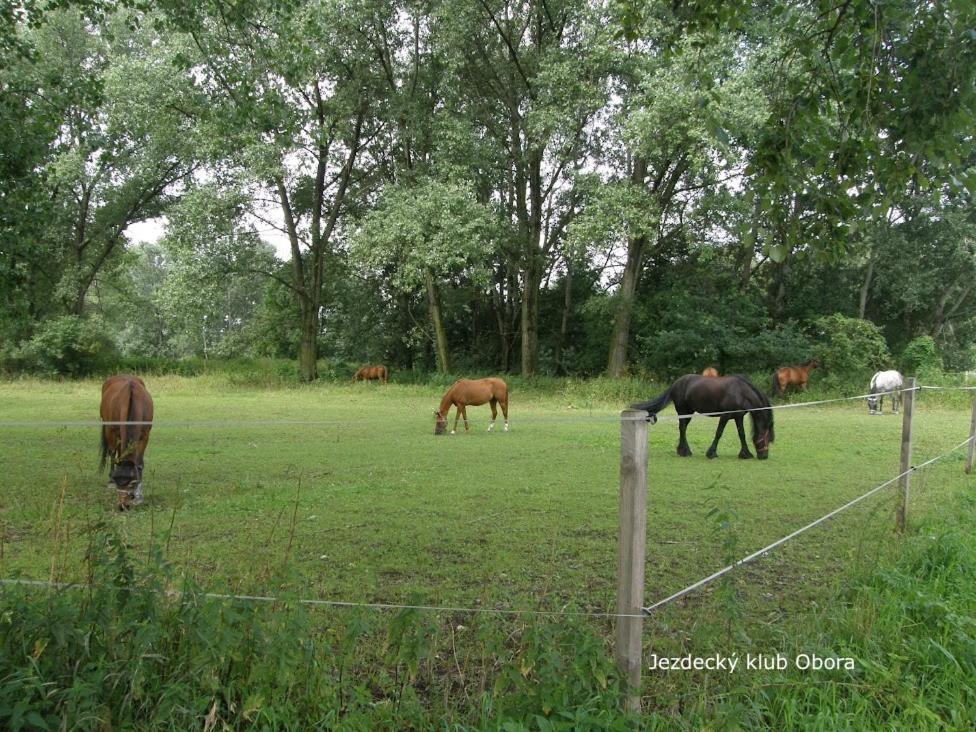 Homestay Podiebrady Zewnętrze zdjęcie